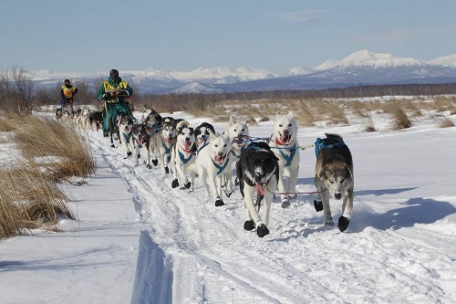 На Камчатке определили маршрут гонки на собачьих упряжках «Берингия-2023»